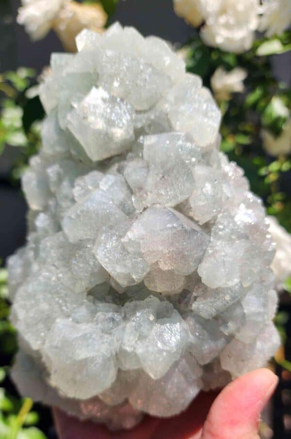 Apophyllite Crystal Cluster