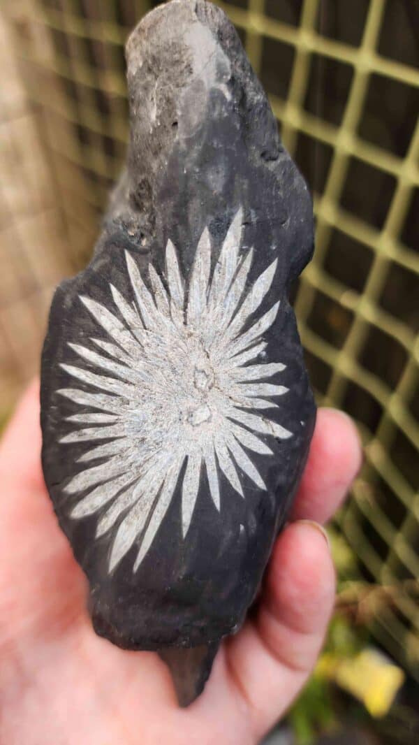 Natural Chrysanthemum Stone