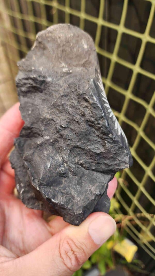 Natural Chrysanthemum Stone - Image 2