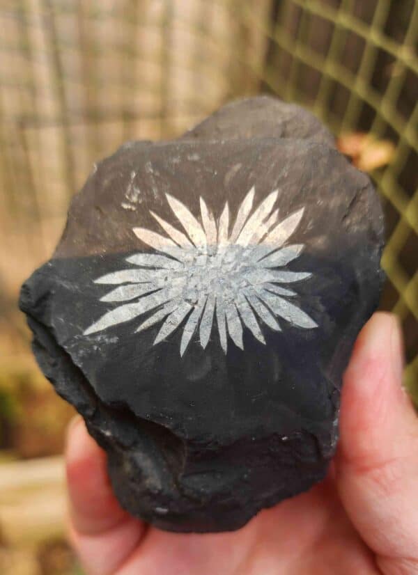 Natural Chrysanthemum Stone