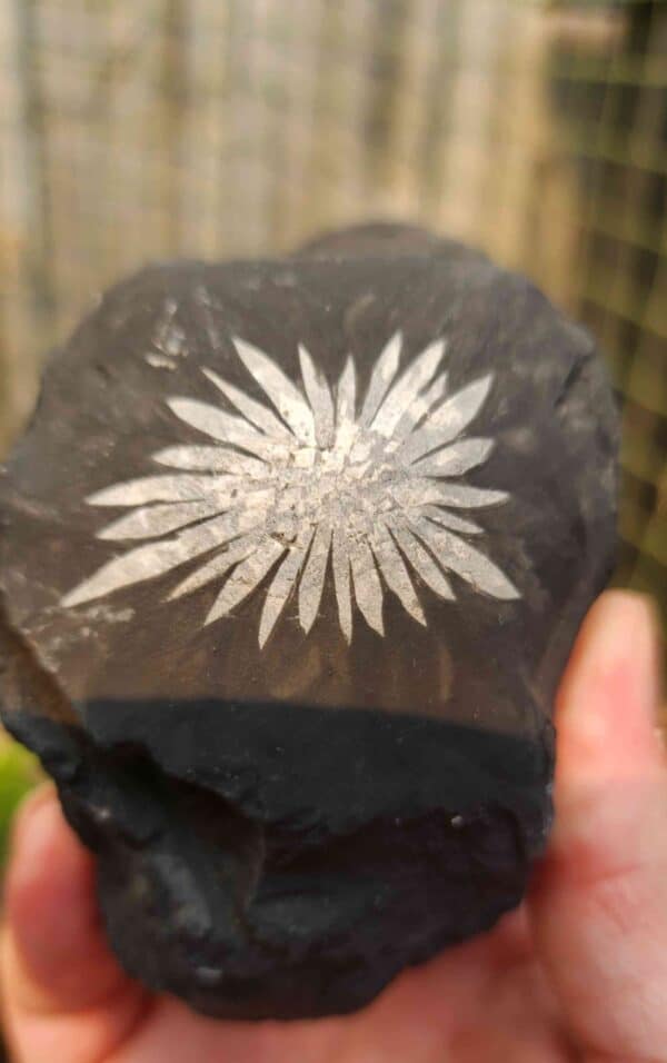 Natural Chrysanthemum Stone - Image 2