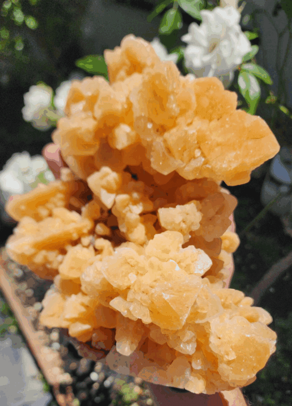 Rose Calcite Crystal Cluster